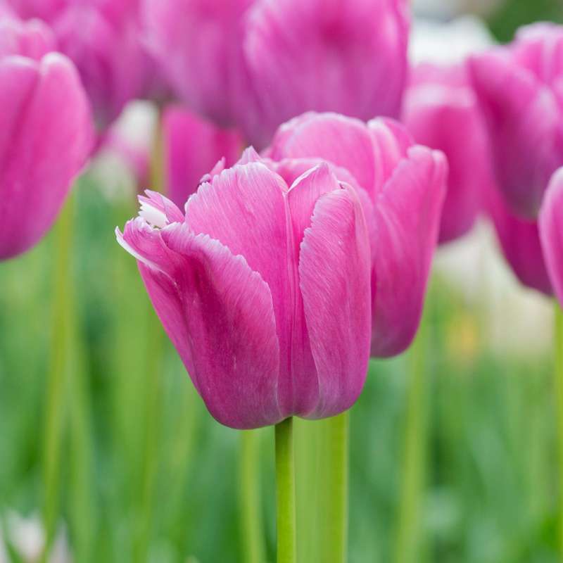 Tulipan 'Purple Pride'